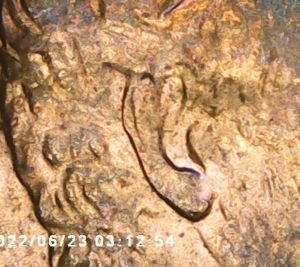 1997-LMC-With-A-Possible-Double-Ear